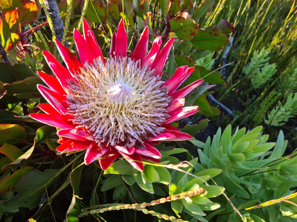 Protea flower, Outeniqua Mountains, South Africa