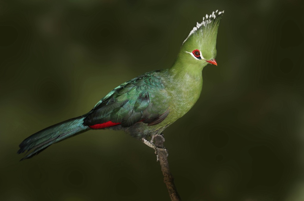 endemic Knysna turaco, Outeniqua Mountains, South Africa