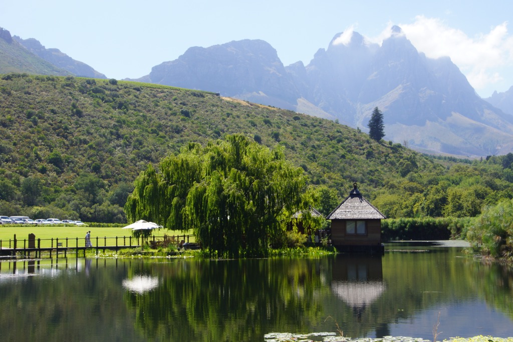 A vineyard in Swellendam. Overberg District Municipality