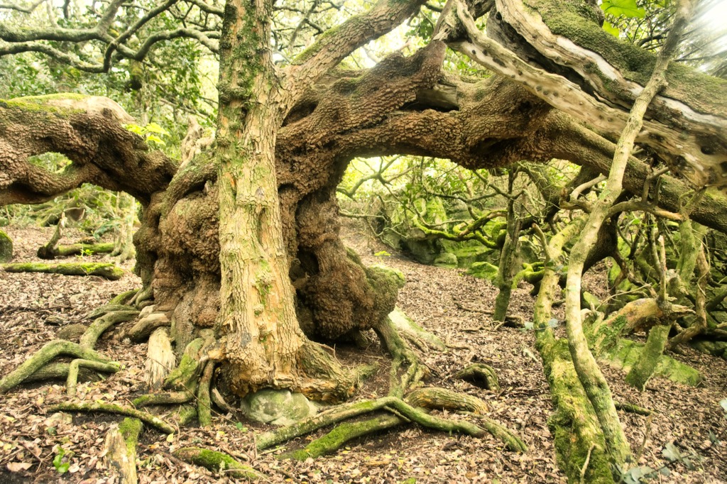 Wet forests of the Overberg, photographed in the Kogelberg Mountains. Overberg District Municipality