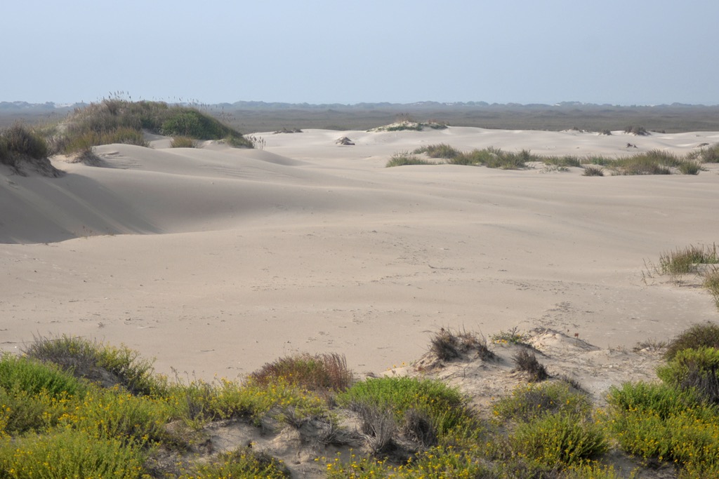 The dunes of Padre Island. Padre Island Seashore