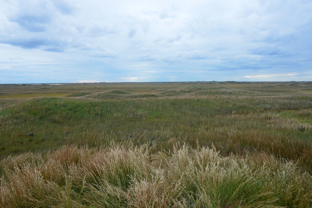 Coastal Prairie. Padre Island Seashore