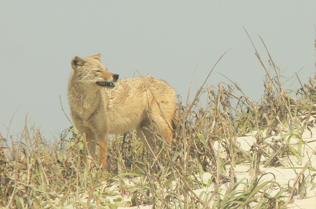 A coyote on San. Padre Island Seashore