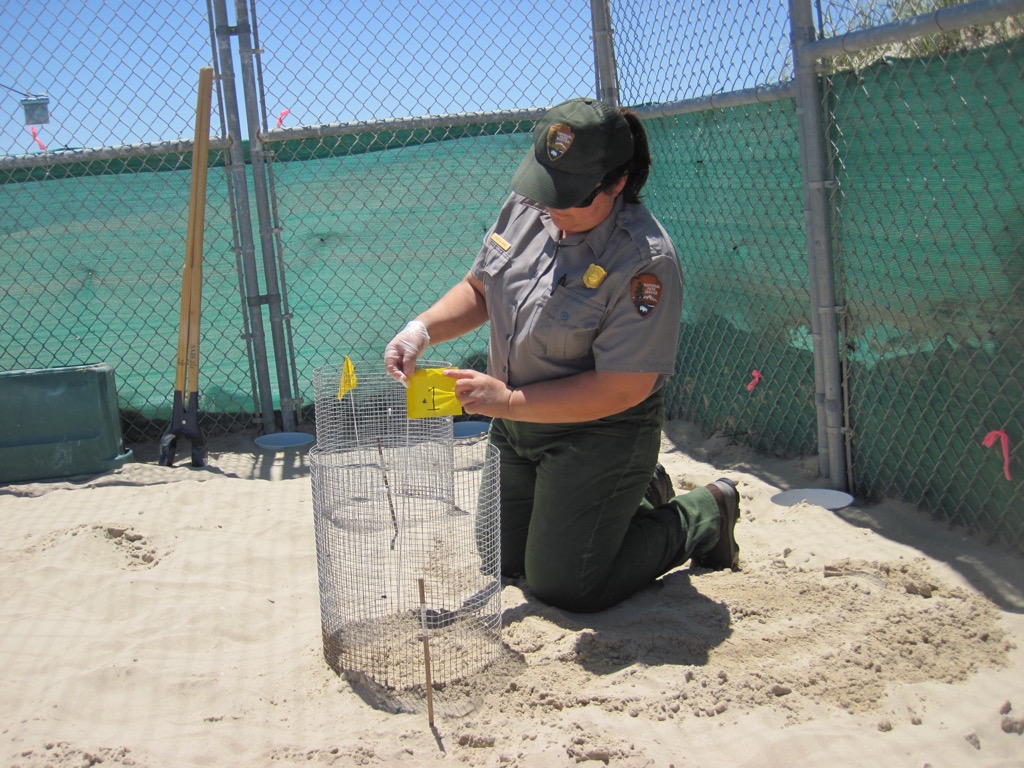 National Park Service rangers marking and protecting Kemp’s ridley sea turtle nests at Padre Island. Padre Island Seashore