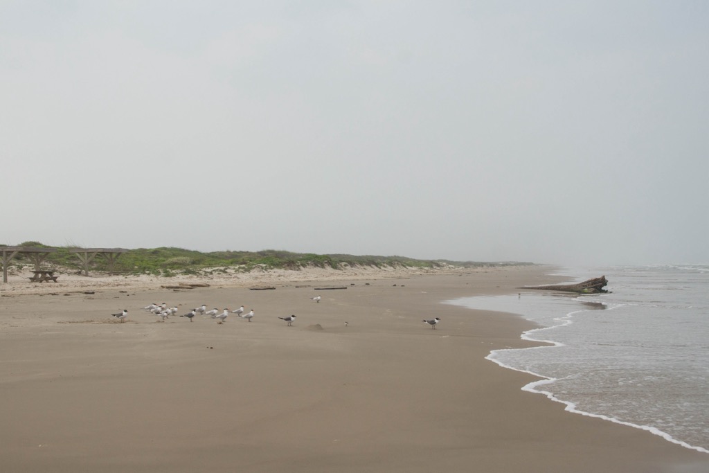 Picnic tables and gulls along the North Beach. Padre Island Seashore