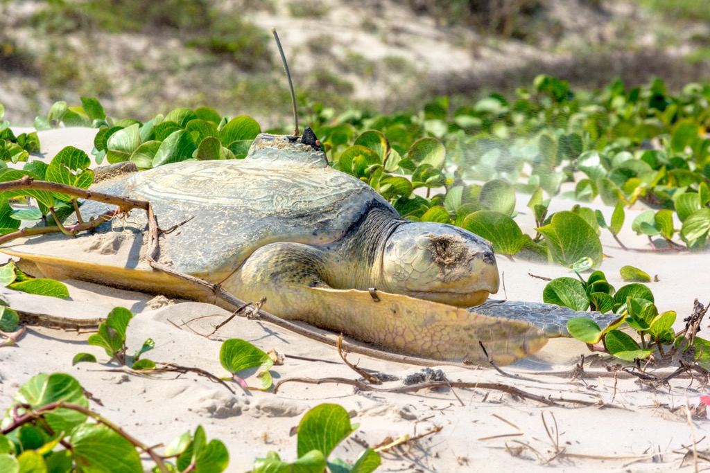 A Kemp’s ridley crawls back to the water after laying eggs on Padre Island. You can see the tracker attached to her back. Padre Island Seashore