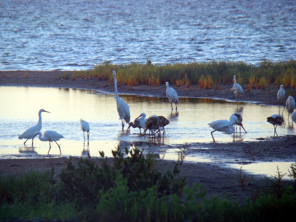 Sea birds foraging on the Laguna Madre side. Padre Island Seashore