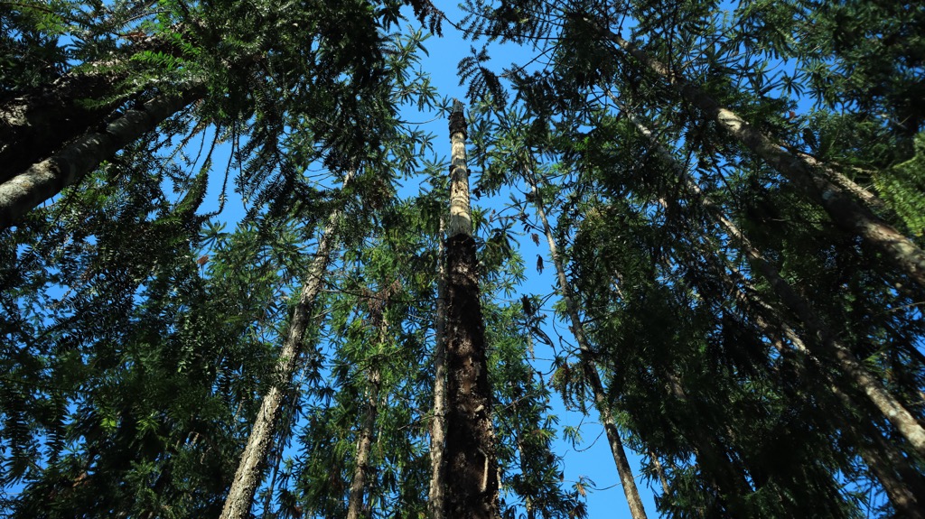Klinki pine trees. Papua New Guinea