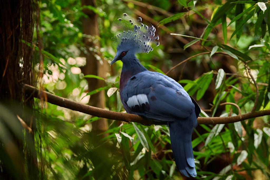 The Victoria crowned pigeon of Papua New Guinea. Papua New Guinea