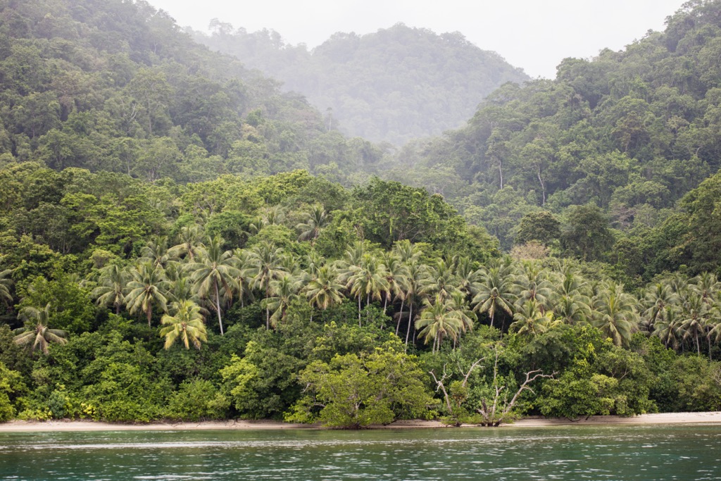 Rainforest on the shores of the island of New Britain. Papua New Guinea