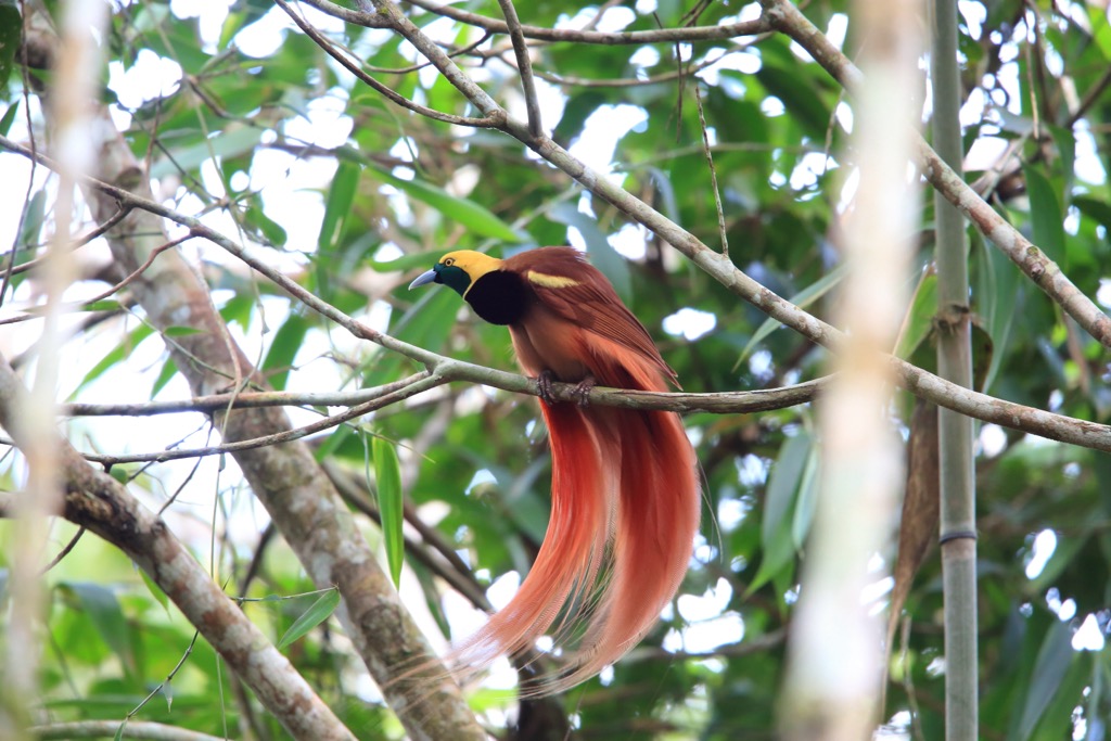 The Raggiana bird-of-paradise. Papua New Guinea
