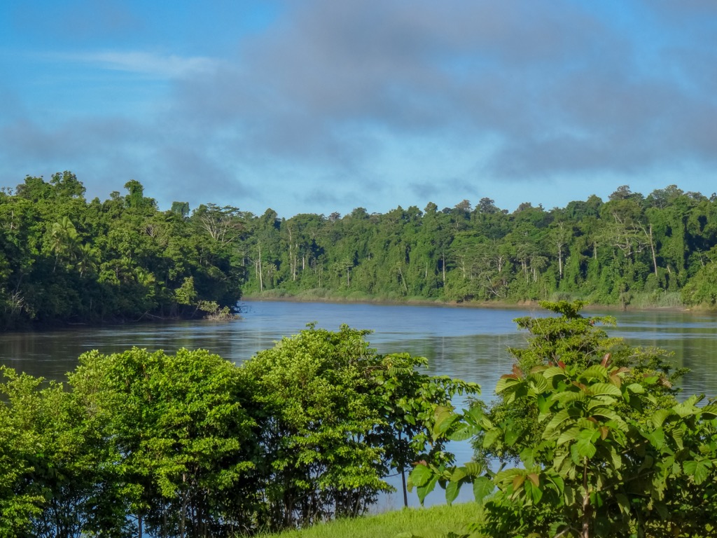 Lowland rainforest in Papua New Guinea. Papua New Guinea