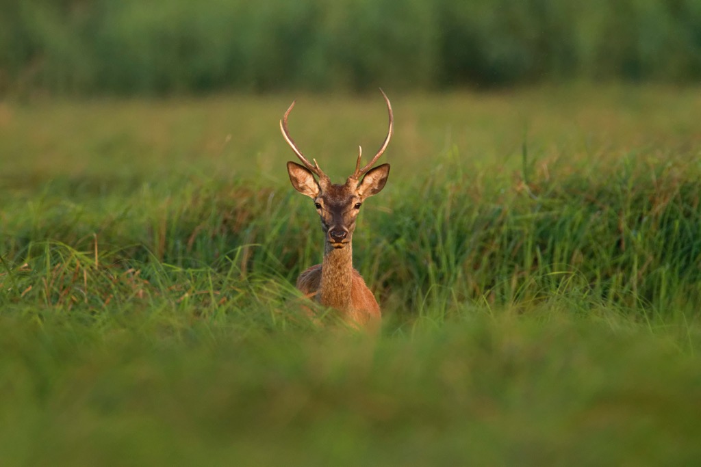 Papuk Nature Park, Croatia