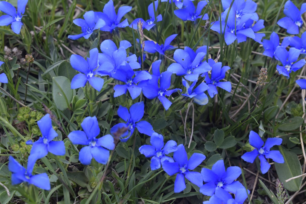Gorgeous flowers near the top of the Col du Longet. Photo: Sergei Poljak. Parc Naturel Régional