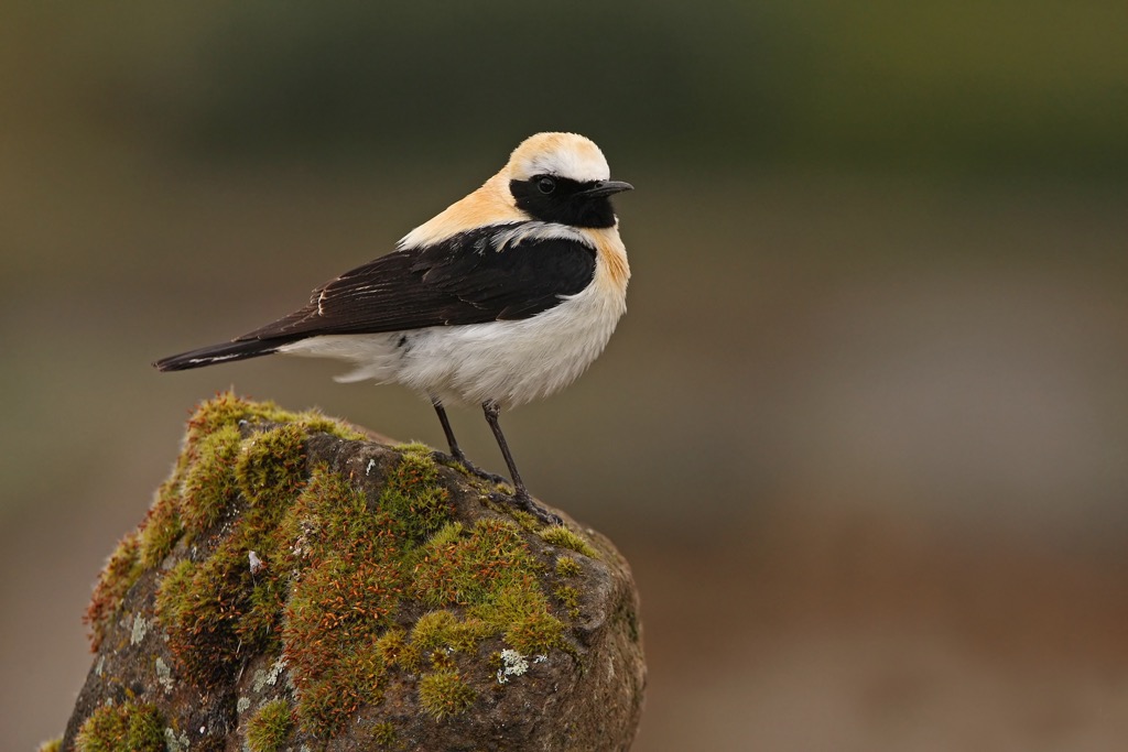 Black-eared Wheatear