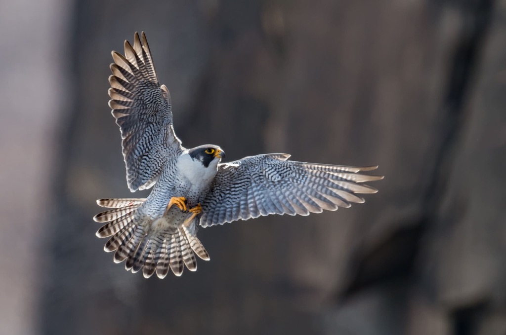 Peregrine, Snowy Protected Area, British Columbia, Canada