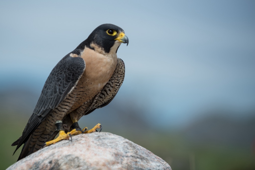 Peregrine falcon, Yukon-Charley Rivers National Preserve, Alaska, Northern America, USA