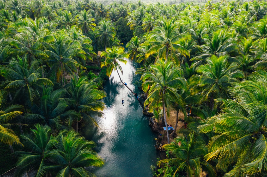 Palm tree jungle in the Philippines