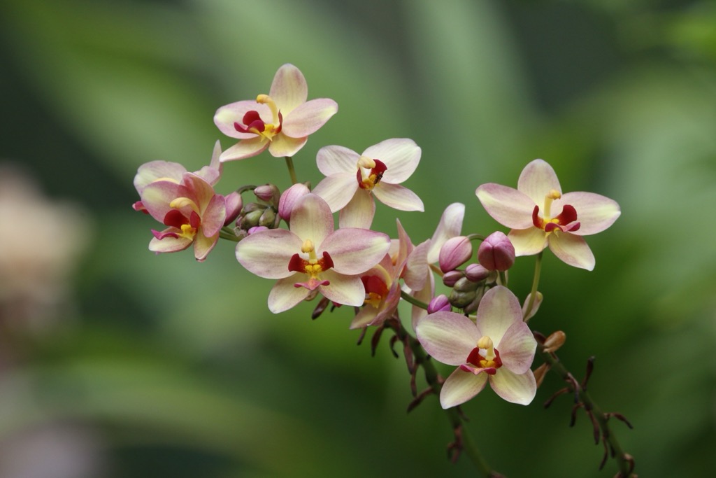  orchid flower,  Philippines