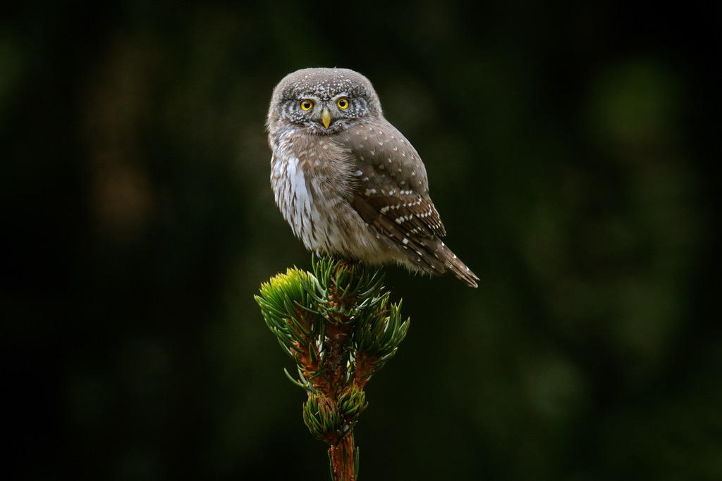 Pygmy Owl, Piatra Craiului massif. Carpathians
