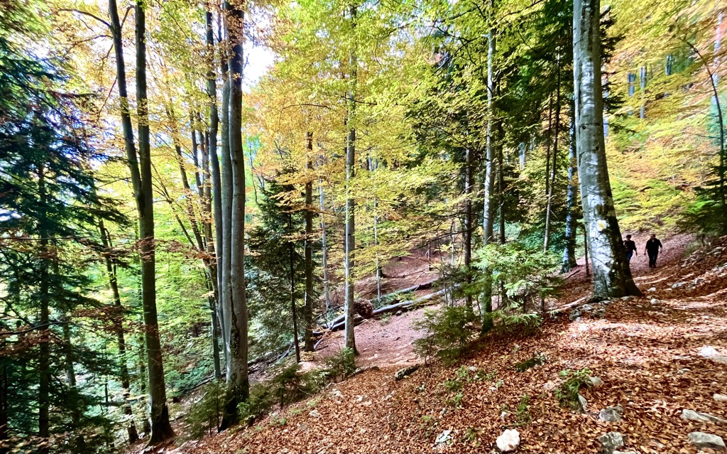 forests, Piatra Craiului massif. Carpathians