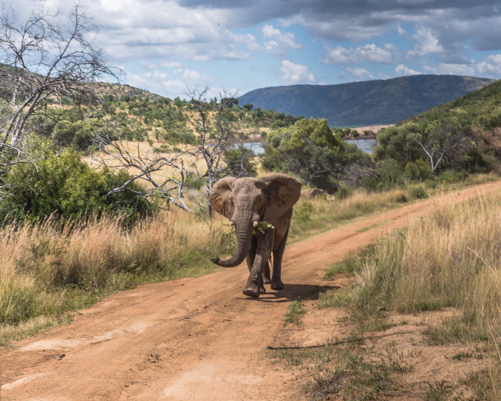 Rather than trails, dirt roads and doubletracks offer the best opportunity to experience the park’s wildlife. Pilanesberg National Park