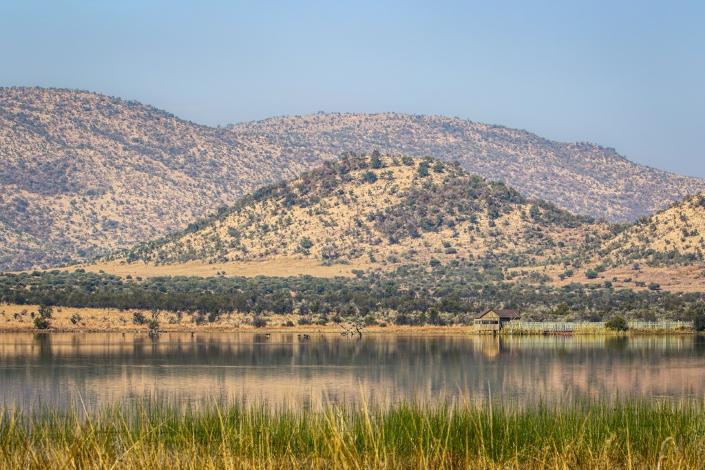 The park’s wetlands, including the Mankwe Dam, are Pilanesberg's most biologically productive regions. Pilanesberg National Park