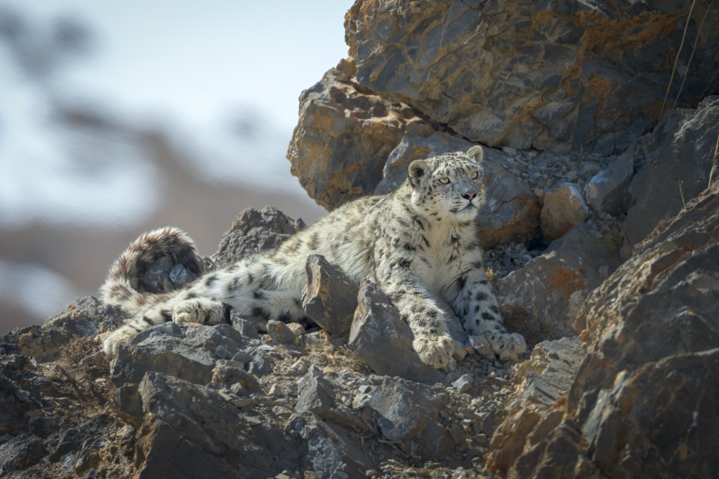 A Snow Leopard rests in the rocky abscesses of Spiti Valley. Pin Valley National Park
