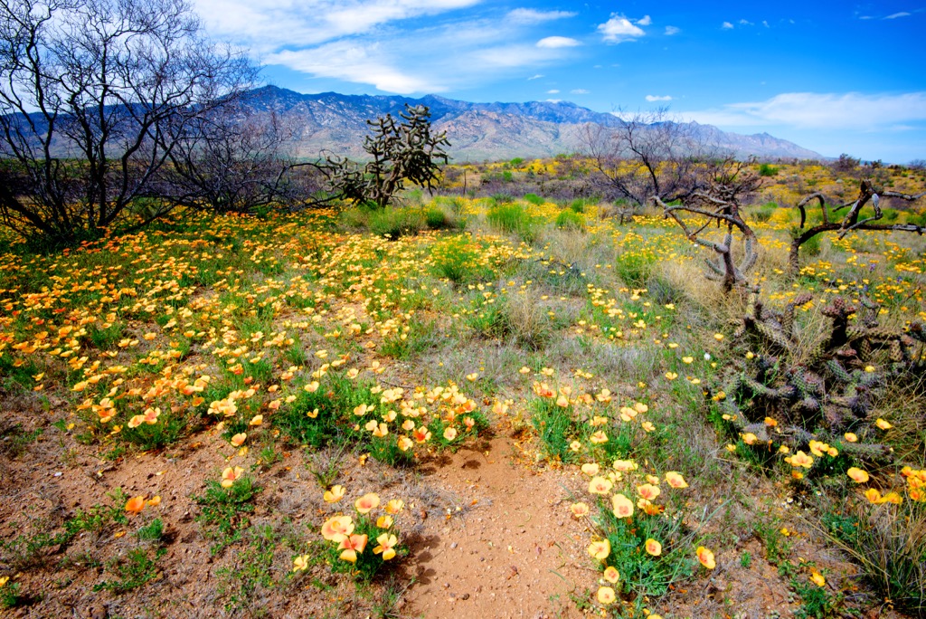 Pinaleno Mountains, Arizona, USA