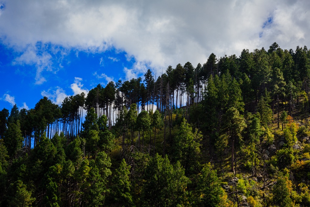 Pine forest, Pinaleno Mountains, Arizona, USA