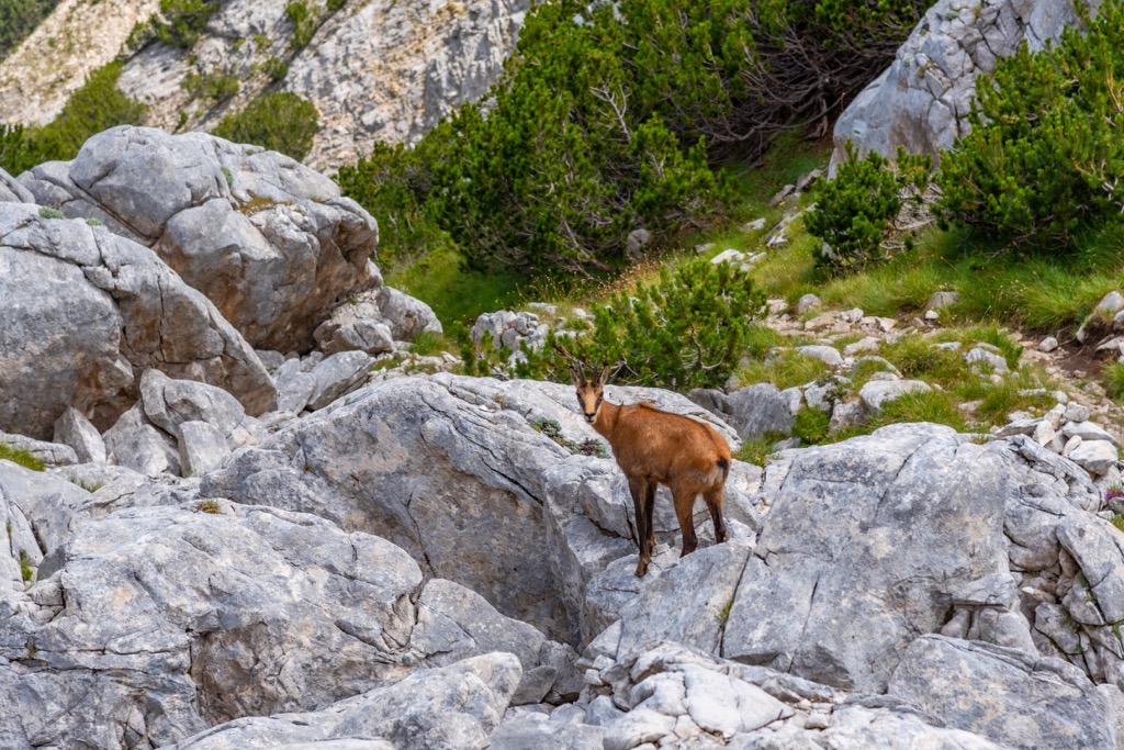 Chamois goat, Pirin National Park, Bulgaria