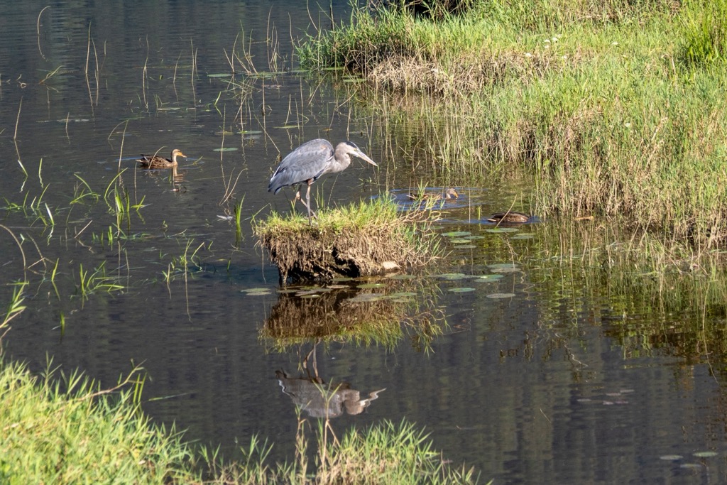 Pitt-Addington Marsh Wildlife Management Area, British Columbia