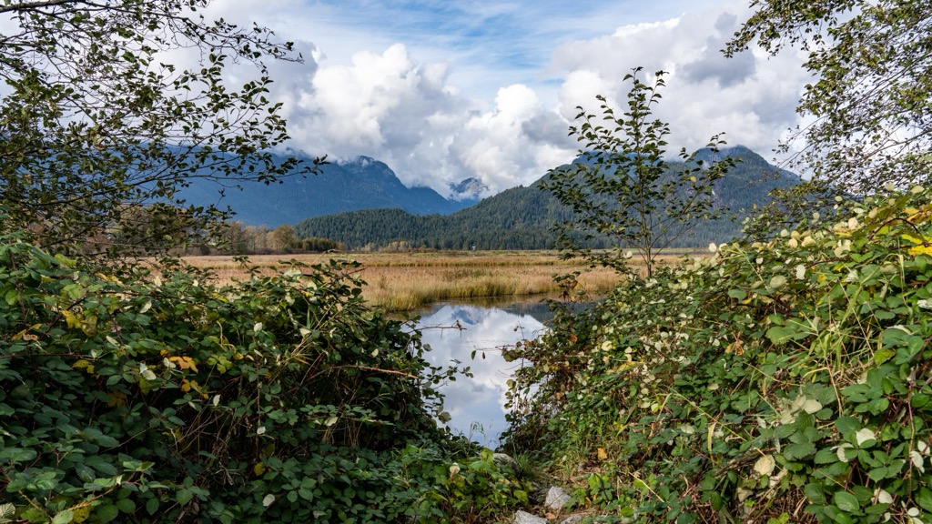 Pitt-Addington Marsh Wildlife Management Area, British Columbia