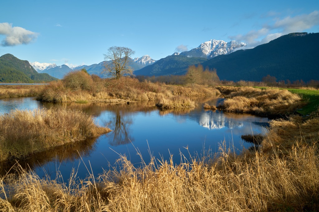 Pitt-Addington Marsh Wildlife Management Area, British Columbia