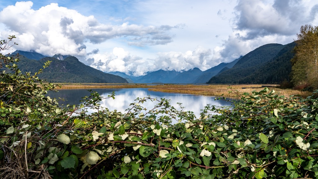 Pitt-Addington Marsh Wildlife Management Area, British Columbia