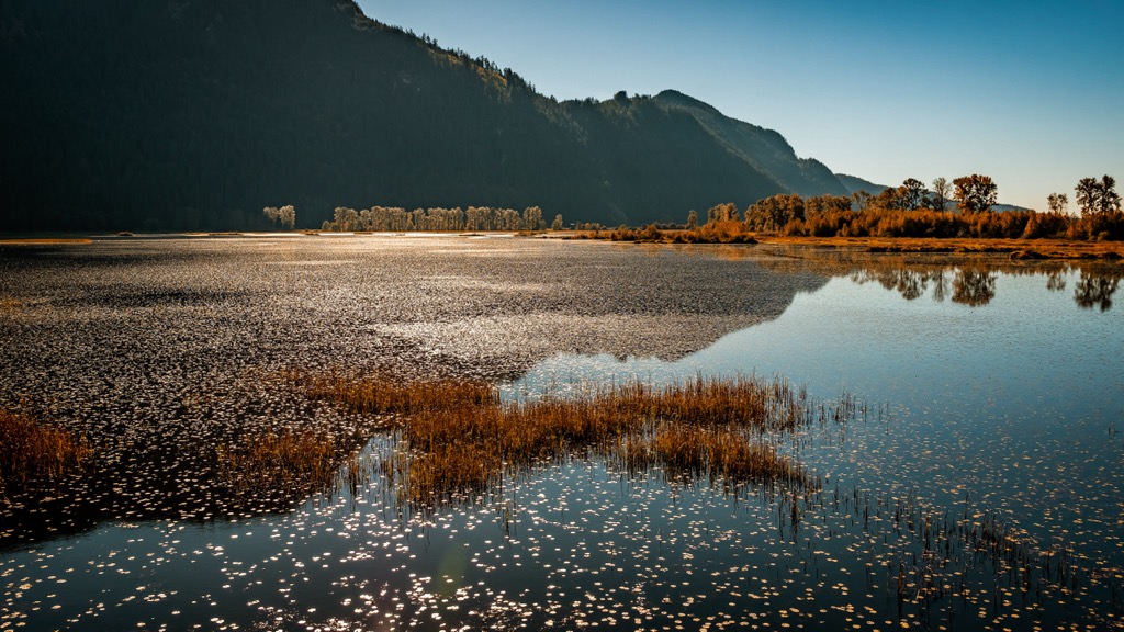 Pitt-Addington Marsh Wildlife Management Area, British Columbia