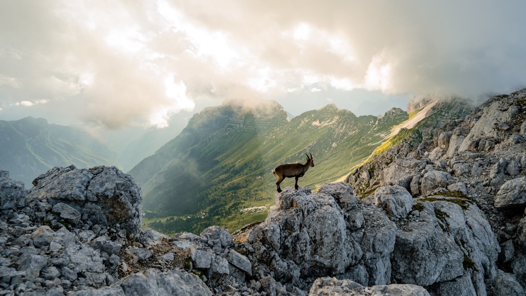 Chamois are the most iconic and recognizable species of the European Alps. Planol Mountains