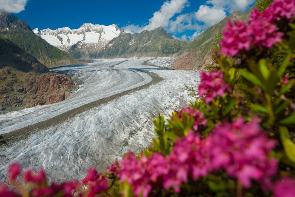 Rusty-leaved alpine rose is adept at surviving in cold regions. Planol Mountains