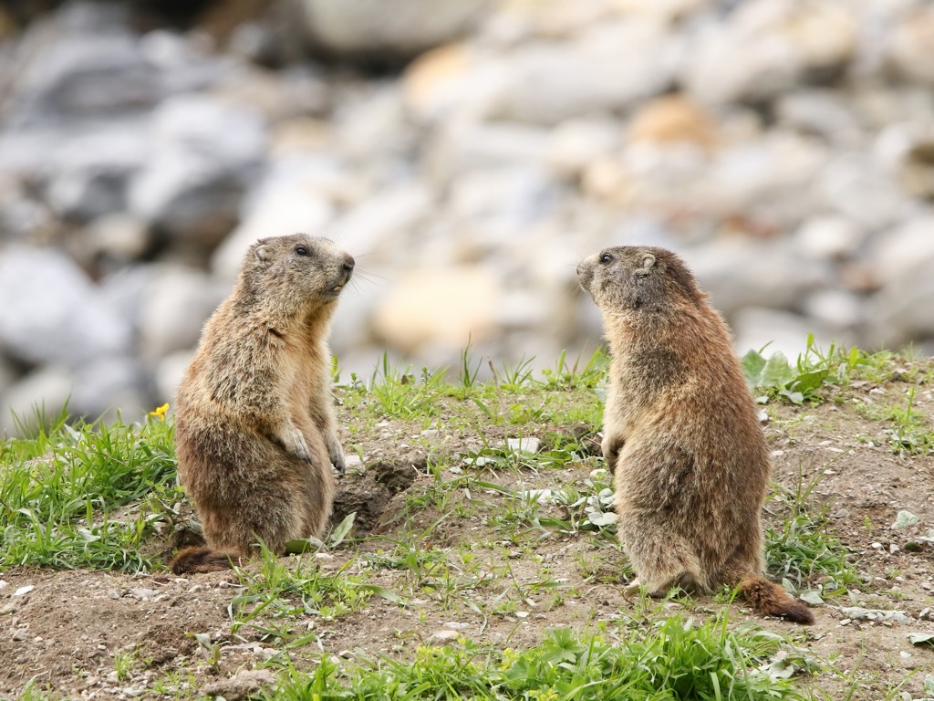 Marmots are a common sight high in the Swiss Alps. Plessur Alps