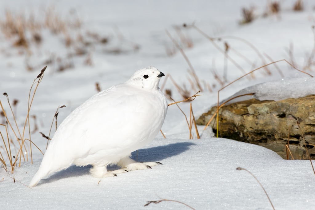Ptarmigans stay well hidden year-round thanks to their seasonal camouflage. Plessur Alps