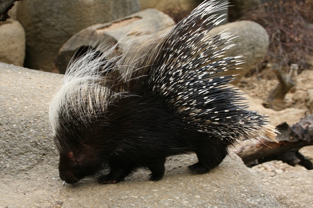 Porcupine, Parco Naturale Regionale dei Monti Simbruini, Italy