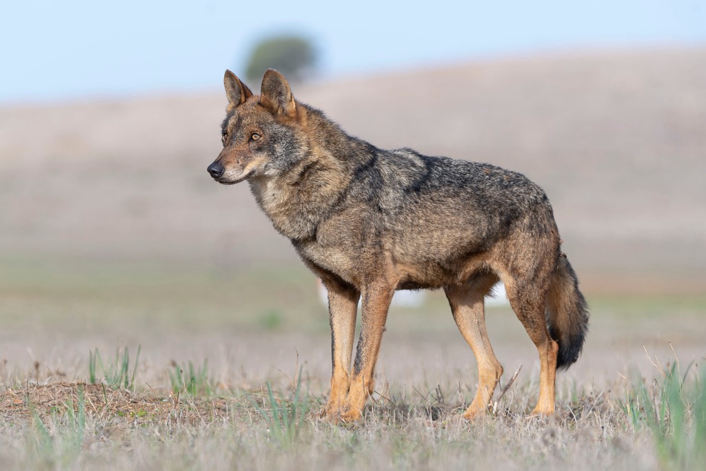 Родич волка 5 букв. Иберийский волк. Canis Lupus signatus. Степной волк животное название.