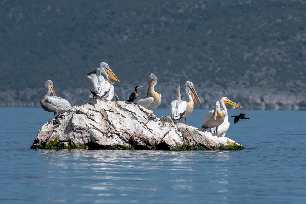 pelicans, Prespa National Park, Albania