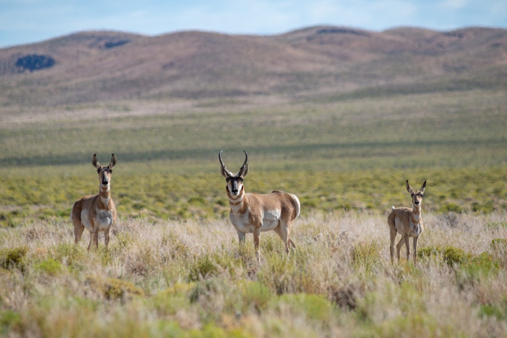 Pronghorns, Diamond Mountains, Nevada, USA