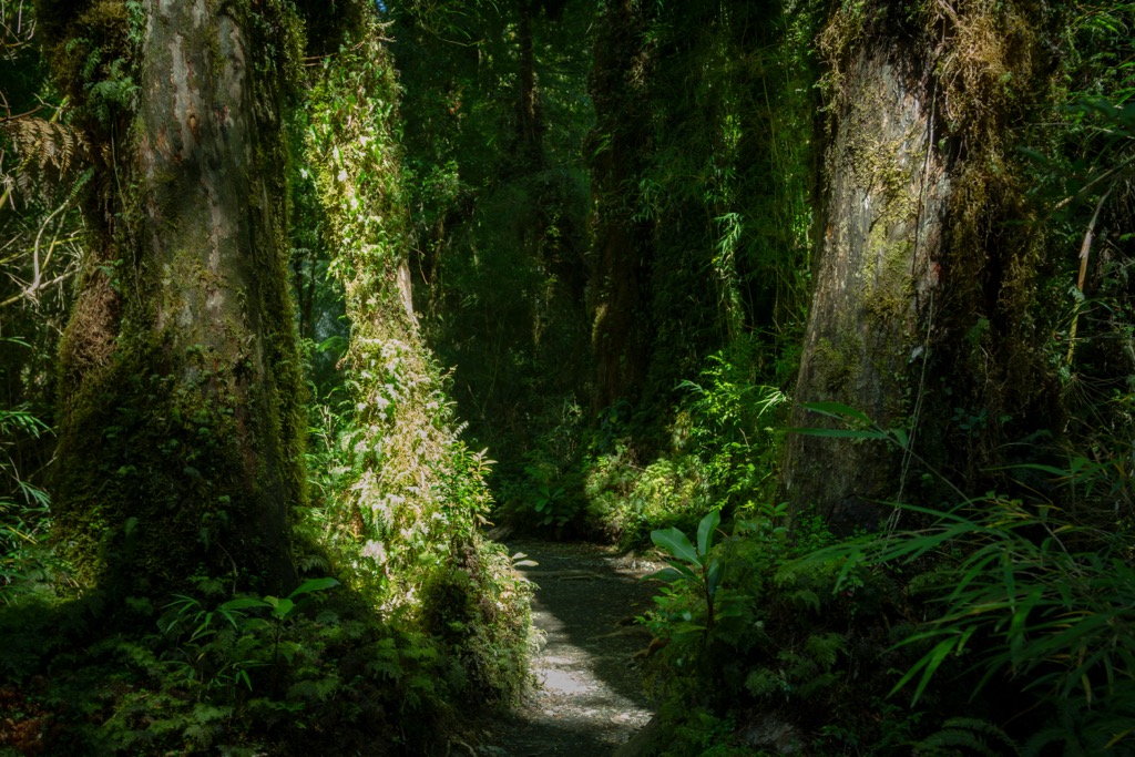 Pumalín Park, Chile