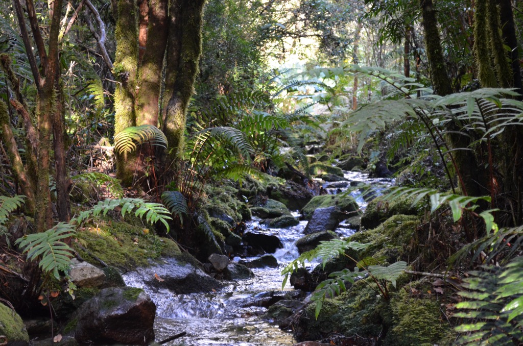Pumalín Park, Chile