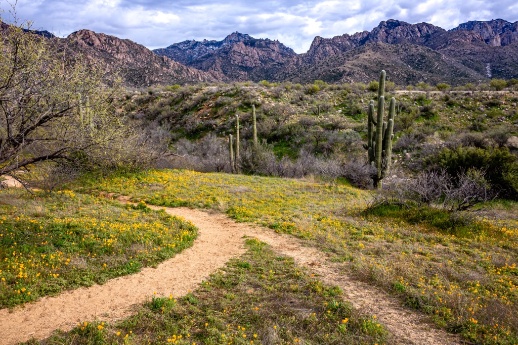 Pusch Ridge Wilderness, Arizona