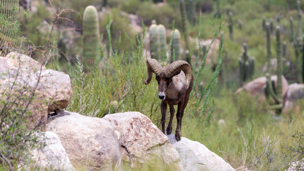 bighorn sheep, Pusch Ridge Wilderness, Arizona