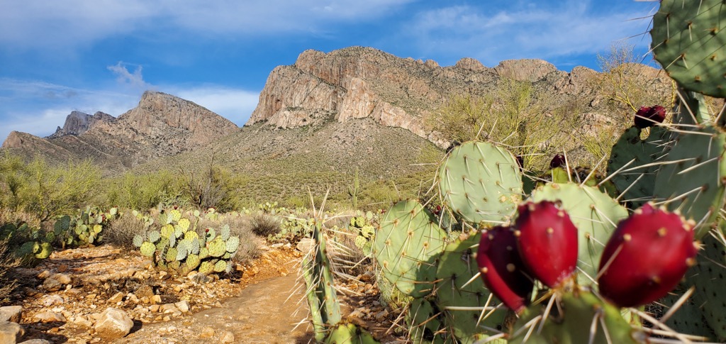 Pusch Ridge Wilderness, Arizona