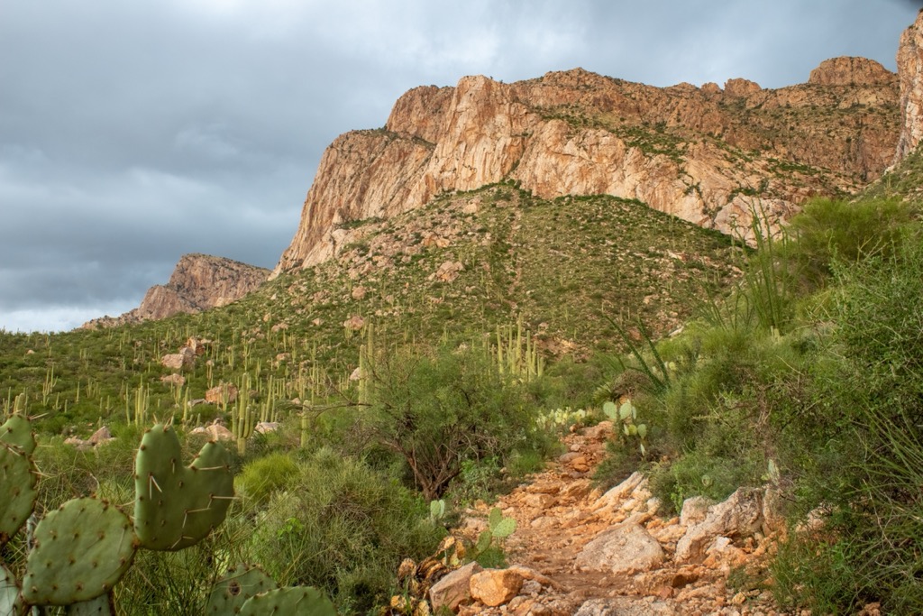 Pusch Ridge Wilderness, Arizona